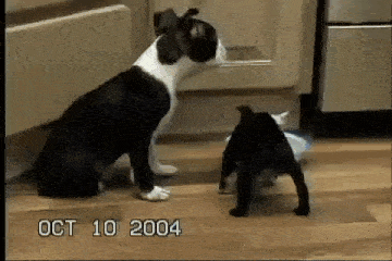 a black and white dog and a black cat are standing next to each other on october 10 2004