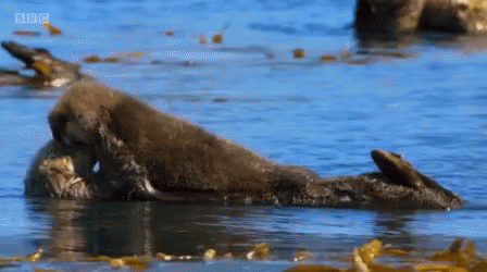 Wild Animals Otter GIF