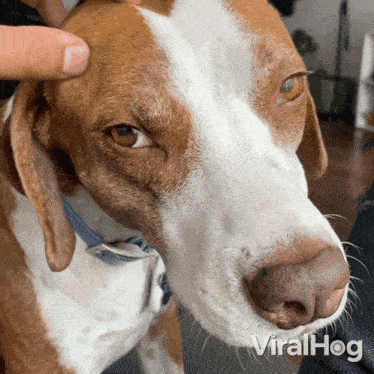 Petting My Dog Viralhog GIF - Petting My Dog Dog Viralhog GIFs