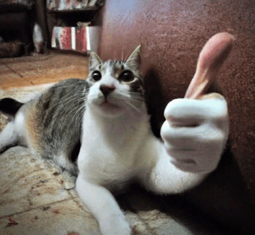 Elysian Thumbs Up Cat GIF - Elysian Thumbs Up Cat My Guy Frfr GIFs