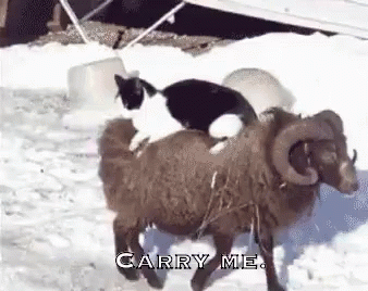 Carry Me Servant GIF - Carry Me Carry Me Servant Cat GIFs