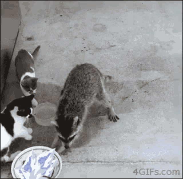Ethplode Racoon GIF - Ethplode Racoon Raccoon GIFs