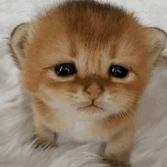 a small kitten is sitting on a white blanket and looking at the camera with a sad look on its face .