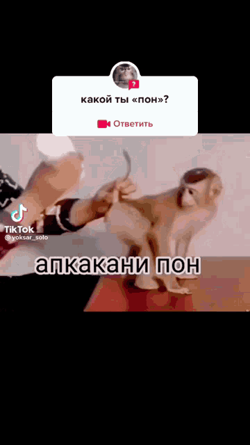 a tiktok video of a person holding a small monkey
