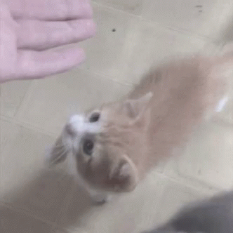 Cute Kitten GIF - Cute Kitten High Five GIFs