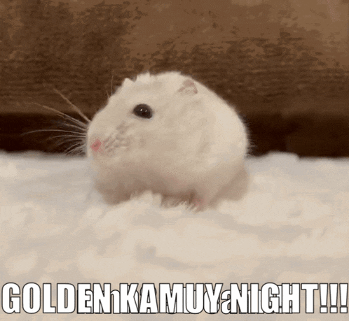 a picture of a hamster with the words golden kamuy night