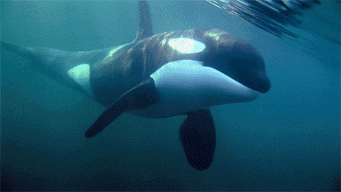 a killer whale is swimming in the ocean