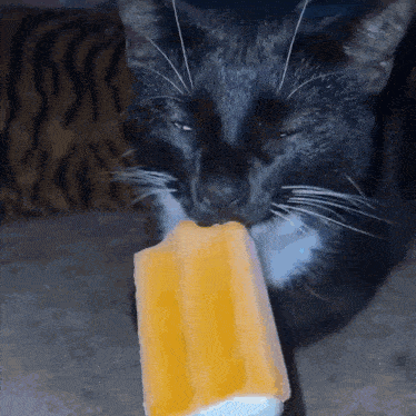 a black cat is eating an orange popsicle