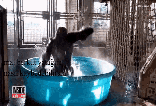 a monkey is jumping into a pool of water with the inside edition written on the bottom of the screen