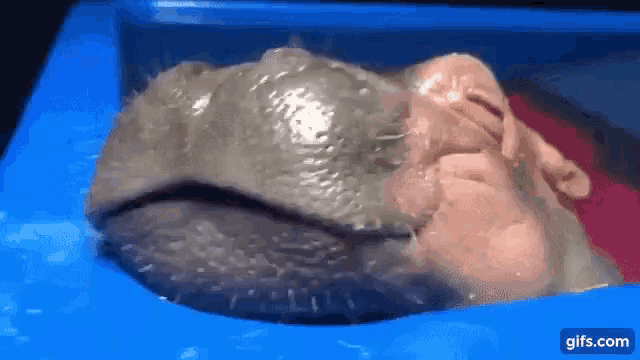a close up of a hippopotamus 's head in a blue container .
