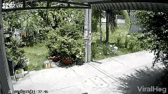 Girls On Scooter Chased GIF