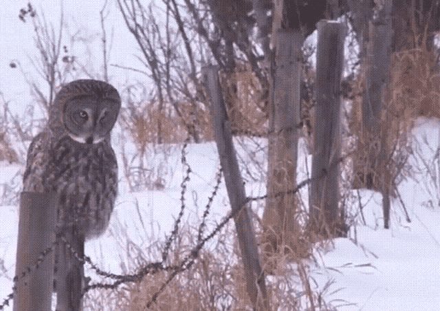 Owl Owl Fall Down GIF - Owl Owl Fall Down Owl Fall Down Face Plant Funny GIFs