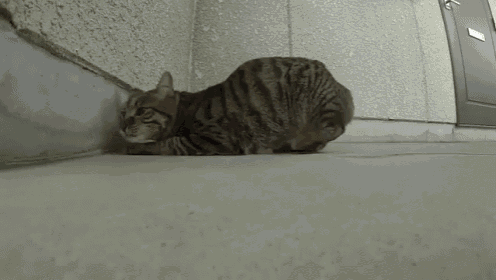 Just, Yeah, Right Here Is Good GIF - Cat Cats Camera GIFs