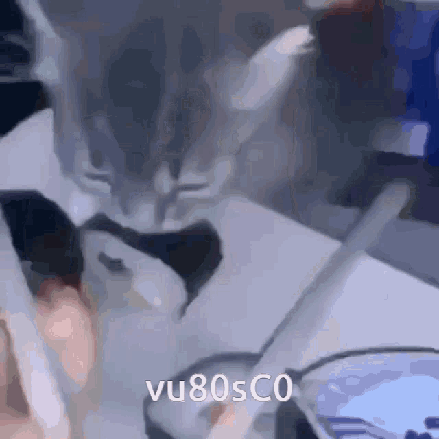 a close up of a cat with the words vu80sco written on it