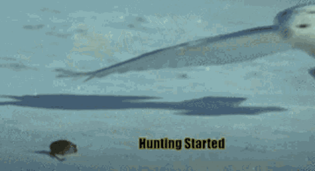 a snowy owl is flying over a snowy field with the words hunting started written below it