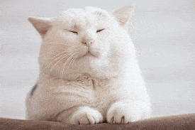 a white cat is sitting on a couch with its eyes closed and making a funny face .