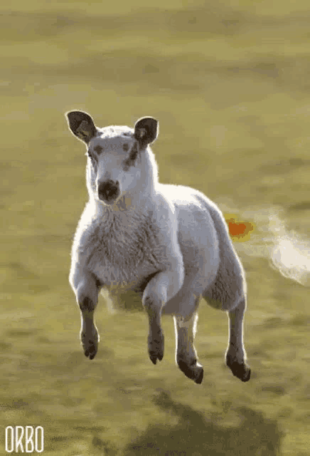 a picture of a sheep jumping in the air with the word orbo on the bottom