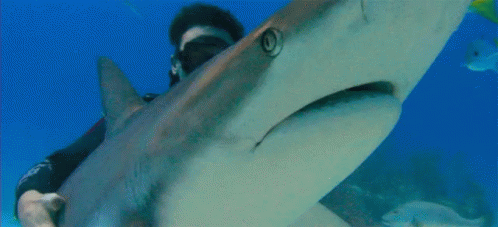 Holding Great White Shark Holding A Shark GIF - Holding Great White Shark Holding A Shark Adventurous GIFs
