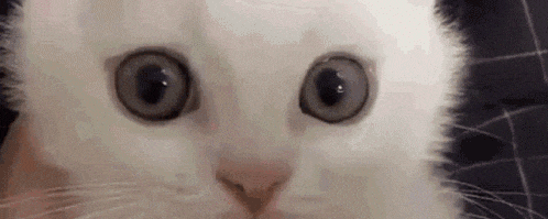 a close up of a white cat 's face with big eyes looking at the camera .