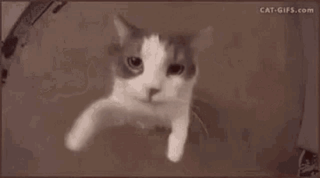 a close up of a cat 's face looking at the camera .