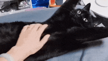 a black cat is laying on its back on a bed and being petted by a person .