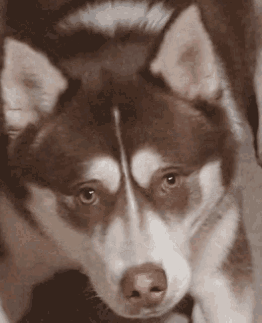 a close up of a husky dog 's face