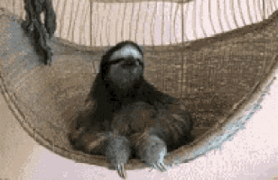 a sloth is laying in a hammock with its legs crossed .