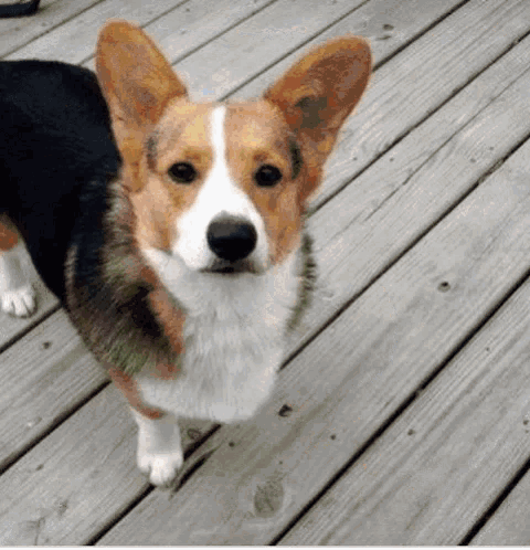 a brown and white corgi dog standing on a wooden deck