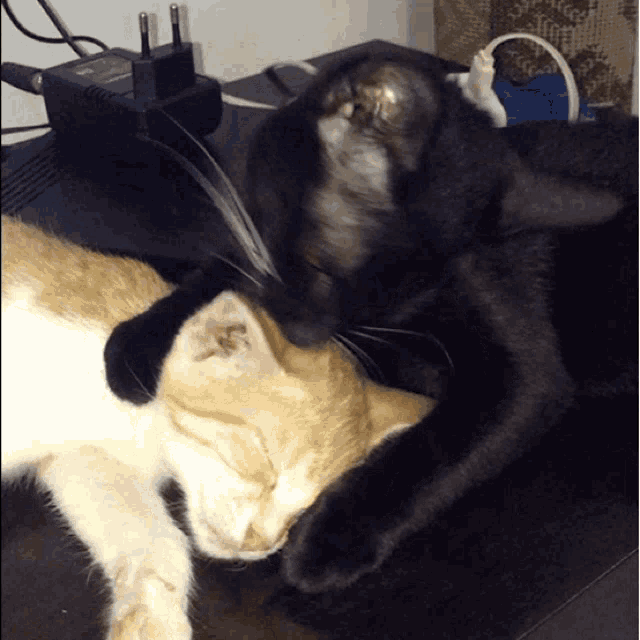 a black cat and a white cat are laying next to each other on a table