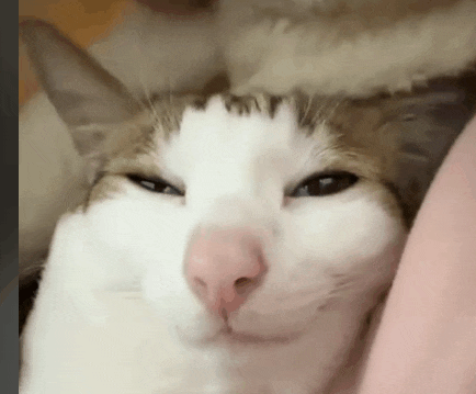 a close up of a cat 's face with a pink nose .