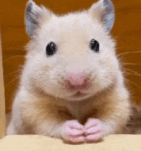 a close up of a hamster with pink paws looking at the camera .
