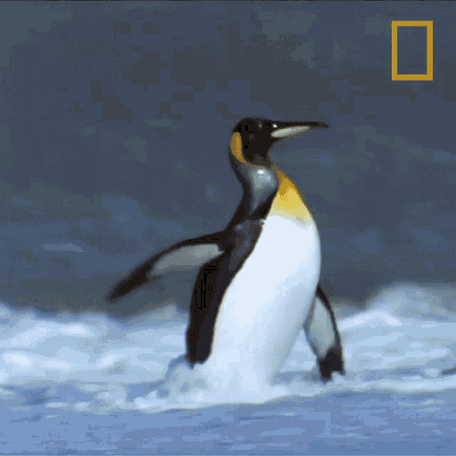 Wash Face National Geographic GIF - Wash Face National Geographic Penguin Parent Powers GIFs