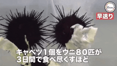 a couple of sea urchins sitting on top of a piece of paper in a plastic bag .