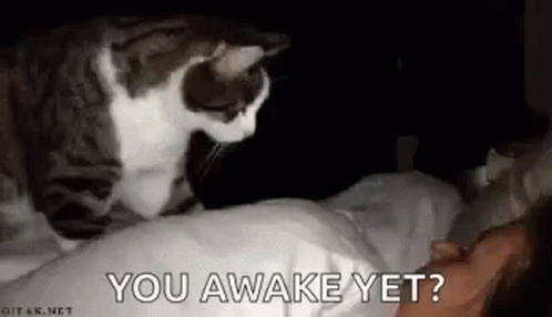 You Awake Yet Cat GIF - You Awake Yet Cat Kitty GIFs