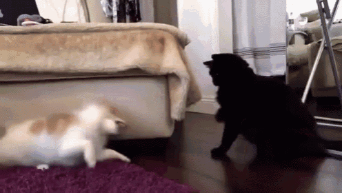 The Ultimate Showdown  GIF - Cat Fight Dog GIFs