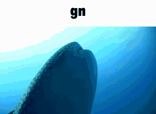 Whale Shark Good Night GIF - Whale Shark Good Night Gn GIFs