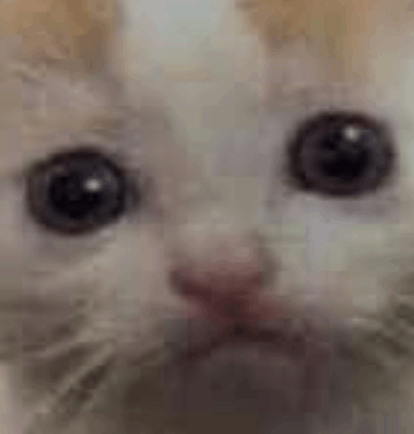Cat Meme Face GIF - Cat Meme Face GIFs