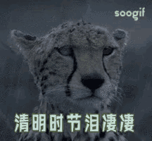 a cheetah with chinese writing on the bottom right