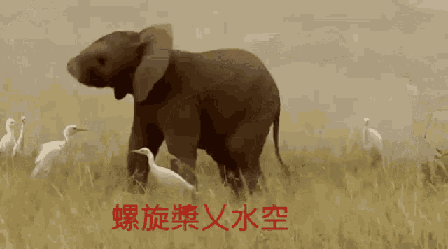 大象 GIF - 大象 GIFs
