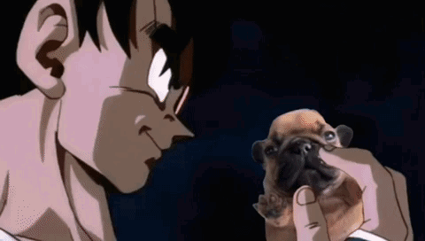 Pibble Frenchies GIF - Pibble Frenchies Geeble GIFs
