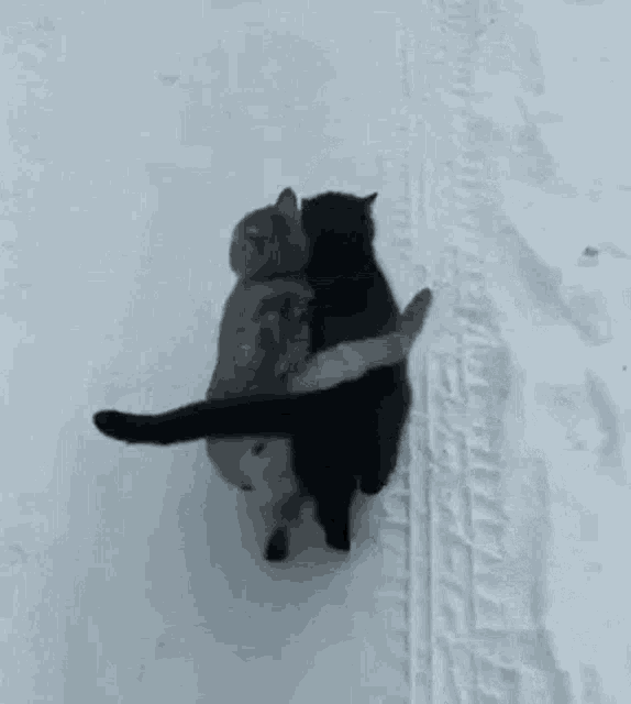 Cats Cat Love GIF - Cats Cat Love Two Cats GIFs