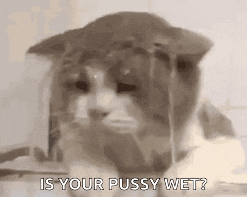 a close up of a cat asking is your pussy wet ?