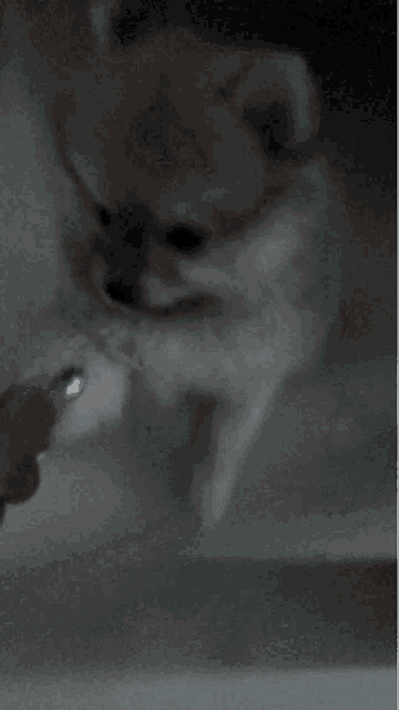 a close up of a person 's hand holding a small dog 's paw