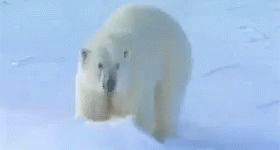 Playing In The Snow Polar Bear GIF - Playing In The Snow Polar Bear Snow GIFs