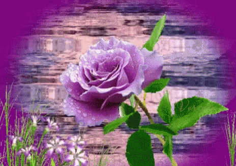 Purple Rose GIF - Purple Rose Water GIFs