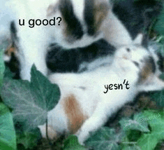 two cats are laying in the grass and one of them is asking another cat if he is good .