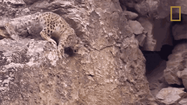 Leaping Snow Leopards101 GIF - Leaping Snow Leopards101 Himalayas GIFs