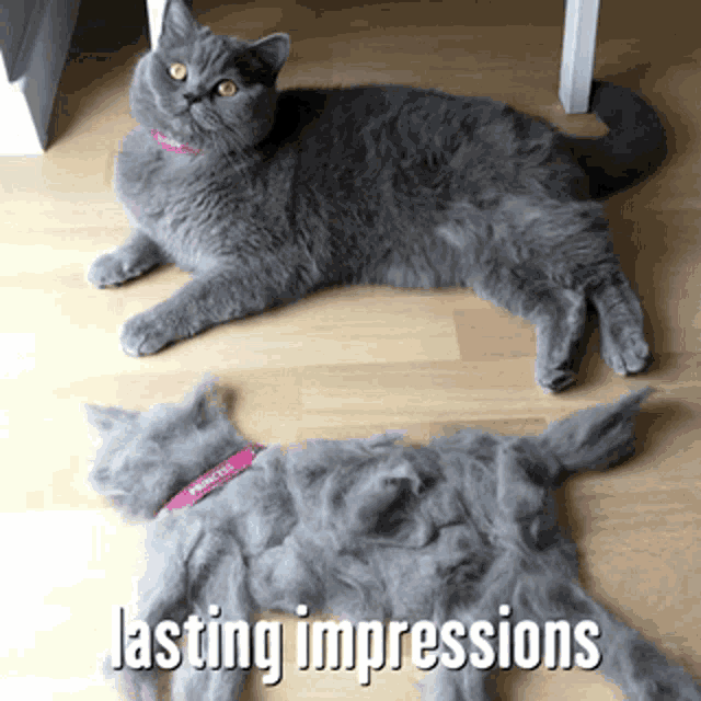 Cats Funnygifs GIF - Cats Funnygifs Animalcapers GIFs