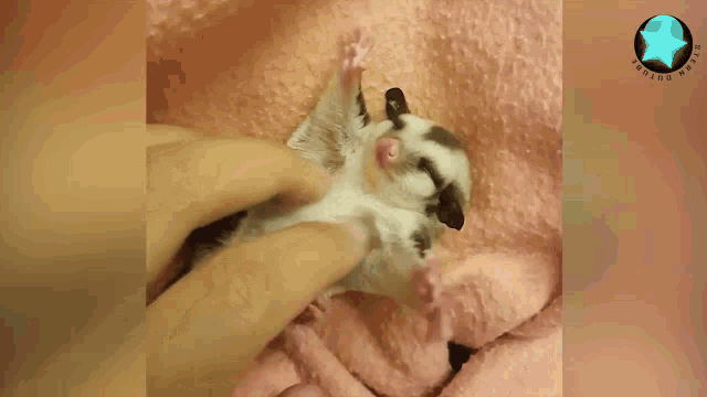 Animal Cute GIF - Animal Cute Belly Scratch GIFs