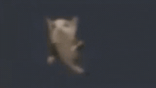 a cat is jumping in the air with its arms outstretched against a dark background .
